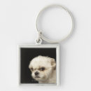 Recherche de shih tzu porteclés Animal