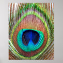 Zoek naar vogelveren posters Veer