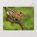 Recherche de tamia cartes postales Faune