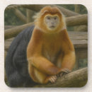 Recherche de nez dessous de verres Primate