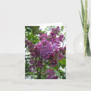 Recherche de beau pourpre vœux cartes Fleur