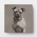 Recherche de carlin plaques Amoureux des chiens