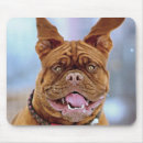 Recherche de mastiff français tapis souris Animal