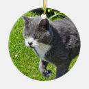 Recherche de chat gris ornements Animal familier