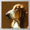 Zoek naar basset honden posters Canine