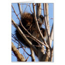 Recherche de arbres autres Faune