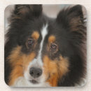 Recherche de étagère dessous de verres Dog