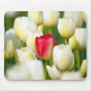 Recherche de rouge tulipe tapis souris Fleur