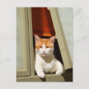 Recherche de chat de gingembre cartes postales Animaux