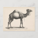 Recherche de dessin de chameau cartes postales Désert