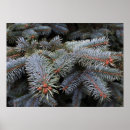 Recherche de fir trees posters Forest