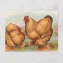 Recherche de cochin cartes postales Coq