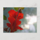 Recherche de nasturtiums cartes postales Botanique