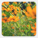 Recherche de fleurs de cosmos autocollants Nature