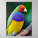 Recherche de gouldian posters Oiseau