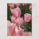 Zoek naar roze tulp briefkaarten Tuin