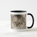 Recherche de chat tigre tasses Gris