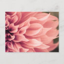 Recherche de fleur de dahlia cartes postales Jardin