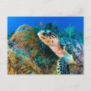 Recherche de tortues marines cartes postales Océan