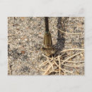 Recherche de regard cartes postales Animaux