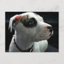Recherche de puppy cartes postales Chien