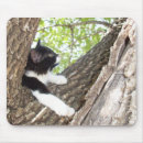 Recherche de tuxedo tapis souris Animaux domestiques