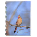 Recherche de femelles photographie Faune