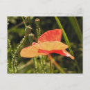 Recherche de pavot cartes postales Floraison