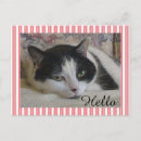 Recherche de amoureux des animaux cartes postales Félin