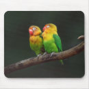 Recherche de deux oiseaux électronique Arbre