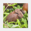 Recherche de gland magnets Nature
