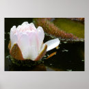 Zoek naar waterlelie posters Botanisch