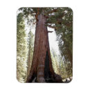 Recherche de verger magnets Nature