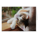 Zoek naar edel briefkaarten Kitten