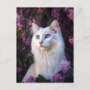 Recherche de mon chat angora Amoureux des chats
