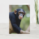 Zoek naar chimpansee verjaardagskaarten Schattig