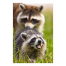 Zoek naar ongedierte posters Procyon lotor