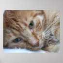 Recherche de petit somme de chat art Chats