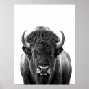 Recherche de buffles posters Bison