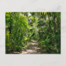 Recherche de forêt tropicale cartes postales Bois