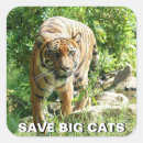 Recherche de grands chats autocollants Tigres