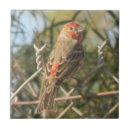 Recherche de masculin carreaux Oiseau