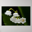 Recherche de muguet art Blanc