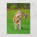 Recherche de kangourou joey cartes postales Marsupiaux