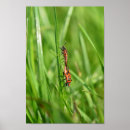 Recherche de punaise posters Animal