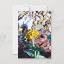 Recherche de zinnia Nature