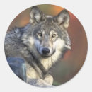 Recherche de loup gris autocollants Animaux