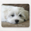 Recherche de bichons tapis souris Animaux familiers
