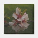 Recherche de fleurs de cerisier sakura magnets Printemps