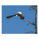 Recherche de sonnerie bleue art Plumes